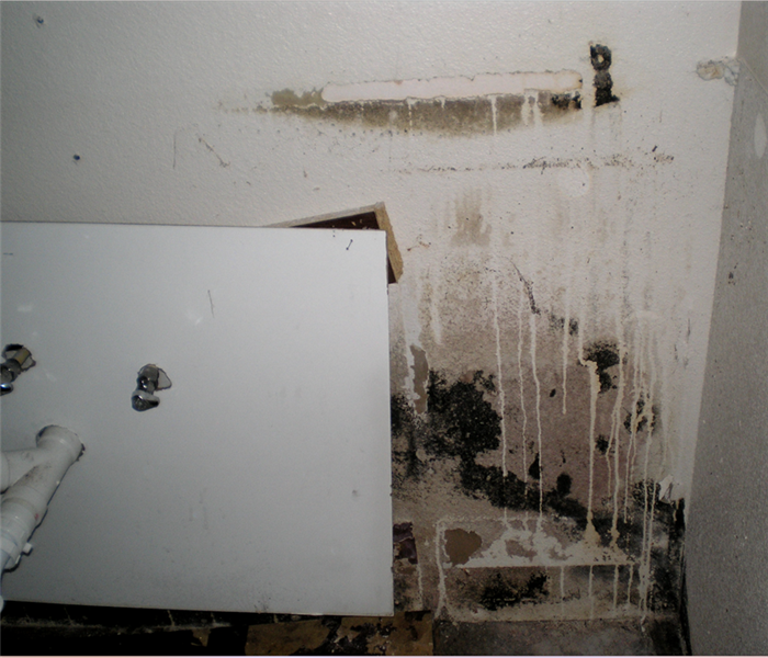 Mold growth on a wall.