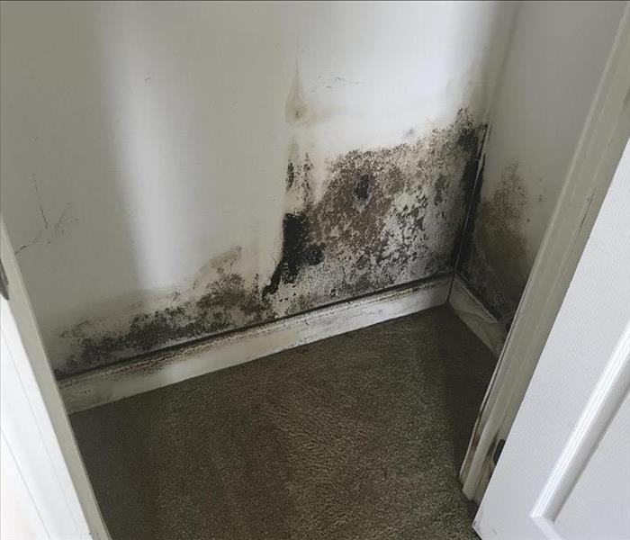 Severe mold growth on a wall.