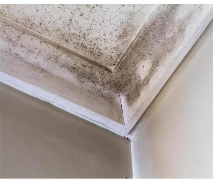 Mold growth on the ceiling of a property