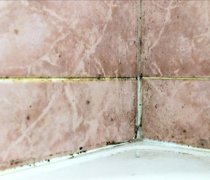 Black mold fungus growing in damp poorly ventilated bath areas. Mold tile joints with fungus due to condensation moisture 