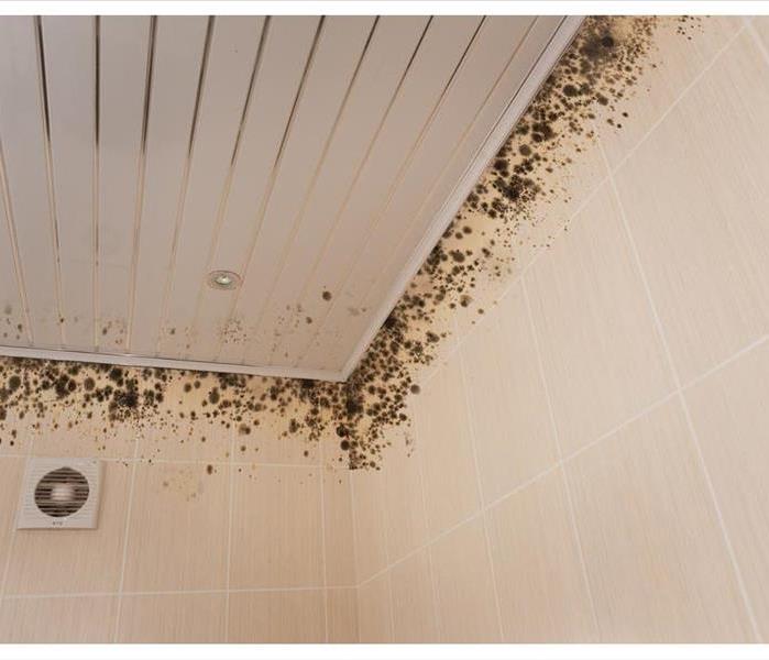 Mold growth on wall and ceiling.