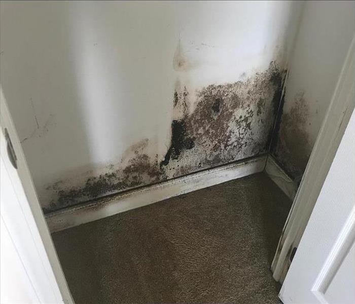 Bottom of a wall covered with black mold growth