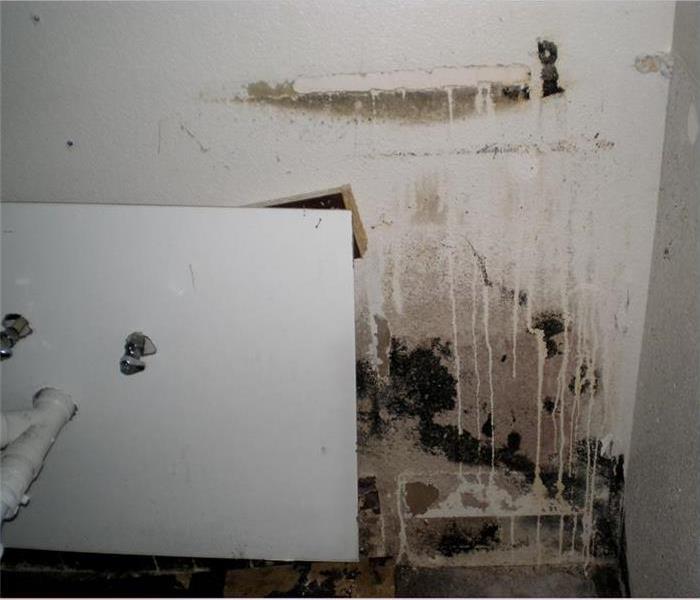 Black mold growth in a white wall.